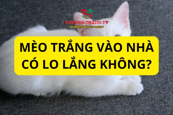 cách hóa giải mèo trắng vào nhà
