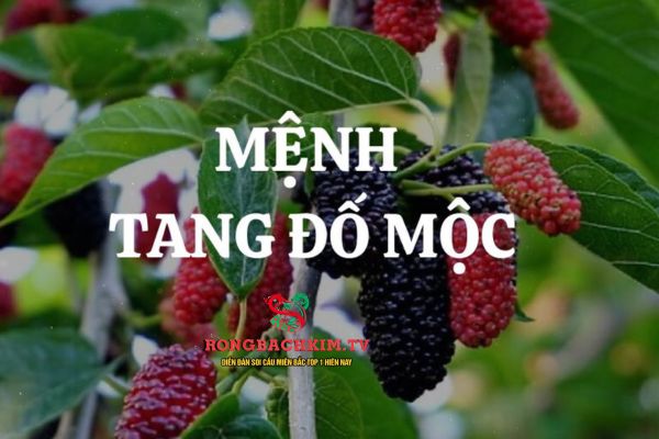 Tang Đố Mộc là nạp âm thuộc hành Mộc trong ngũ hành