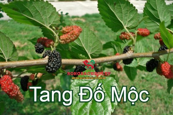 Người mệnh Tang Đố Mộc mang những nét tính cách và đặc điểm khá riêng biệt