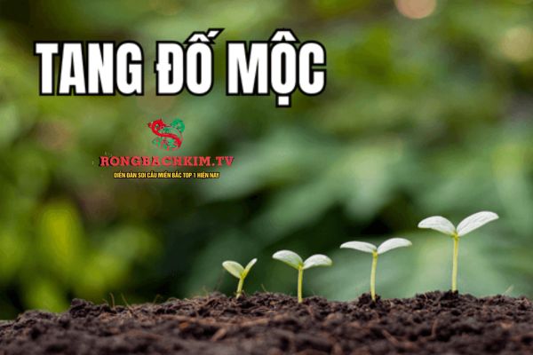 Luận giải Tang Đố Mộc cần dựa trên nhiều yếu tố