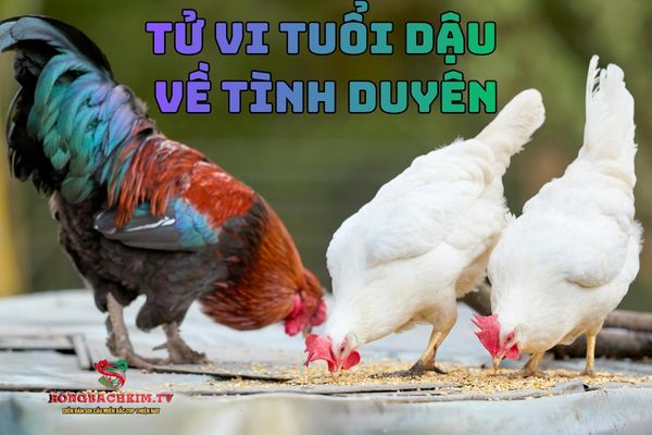 tử vi tuổi Dậu