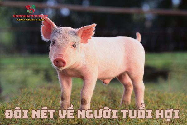 tử vi tuổi Hợi
