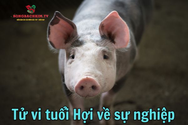 Tuổi Hợi ưu tiên môi trường làm việc tích cực