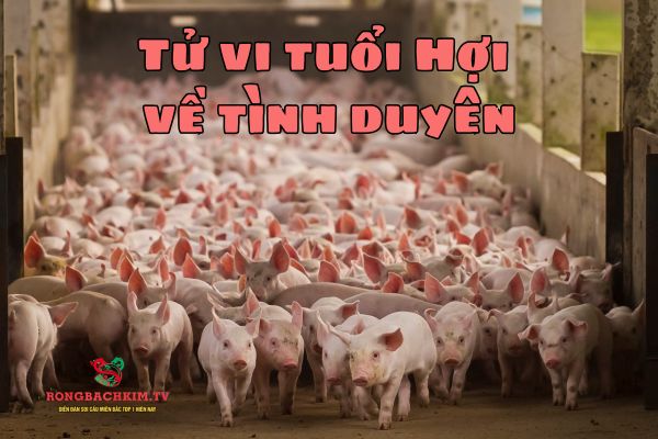 tử vi tuổi Hợi