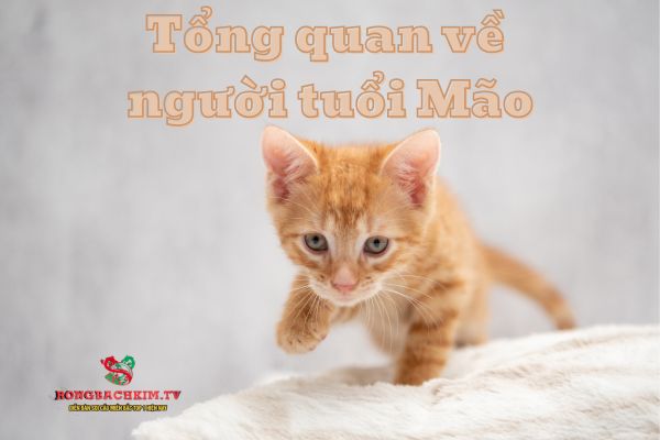 tử vi tuổi Mão