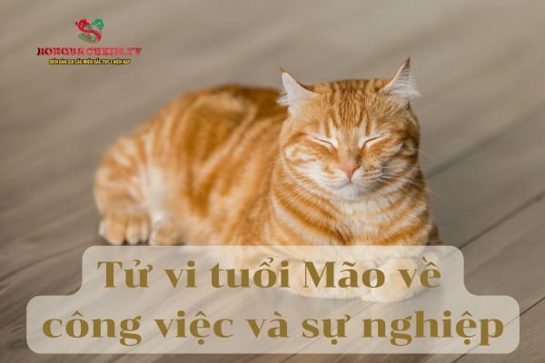 Con đường sự nghiệp của tuổi Mão thường phát triển theo hướng ổn định