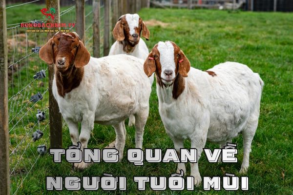tử vi tuổi Mùi