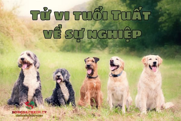 Sự nghiệp của người tuổi Tuất thường phát triển theo hướng ổn định