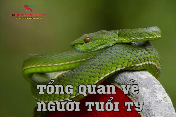 tử vi tuổi Tỵ